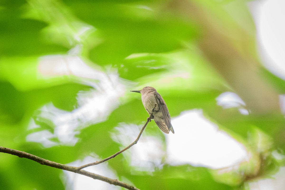 Vervain Hummingbird - ML621521982