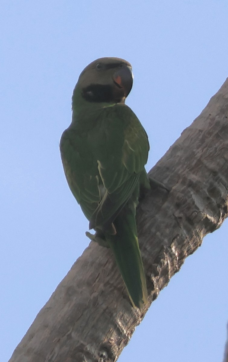 Red-breasted Parakeet - ML621522038