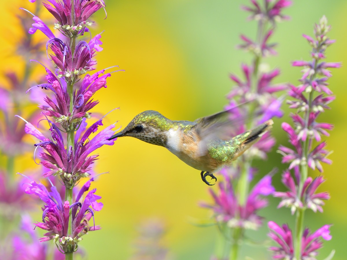 Bumblebee Hummingbird - ML621522044