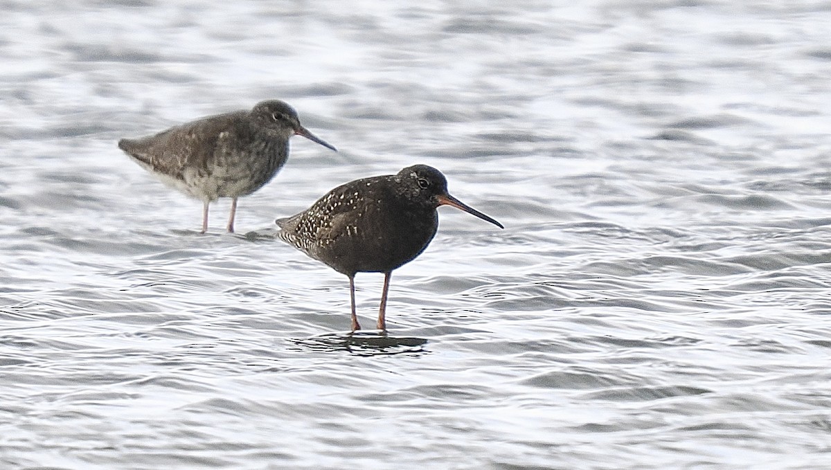 Spotted Redshank - ML621522045