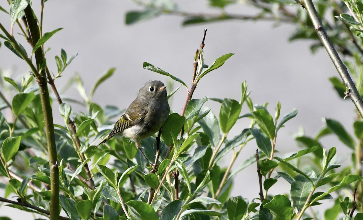 Ruby-crowned Kinglet - ML621522131