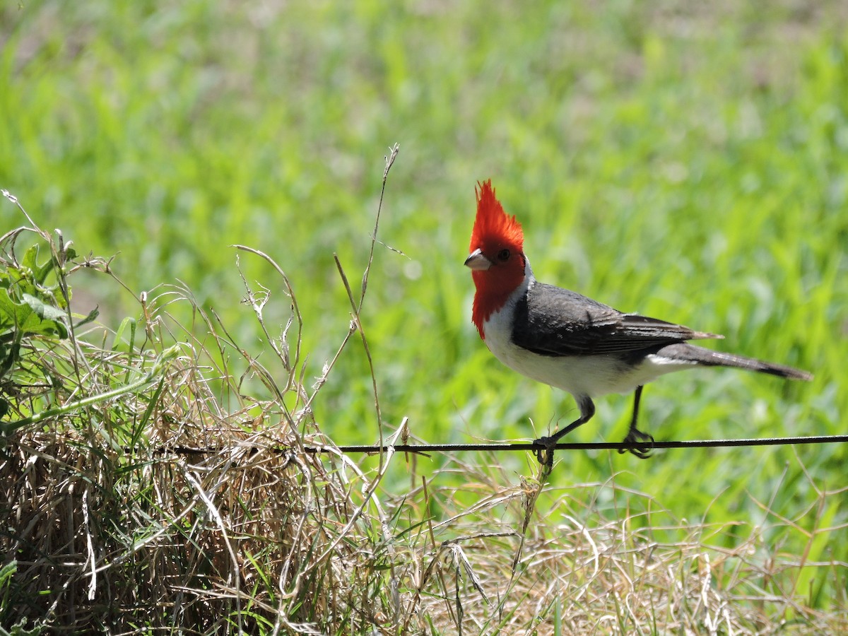 Red-crested Cardinal - ML621522192