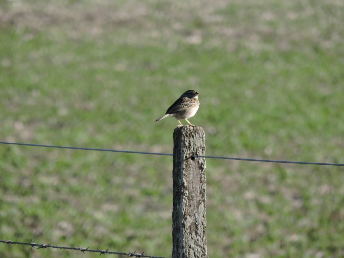 Grassland Sparrow - ML621522197