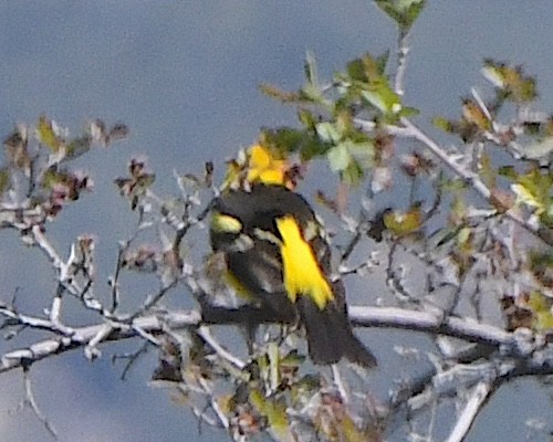Western Tanager - ML621522206