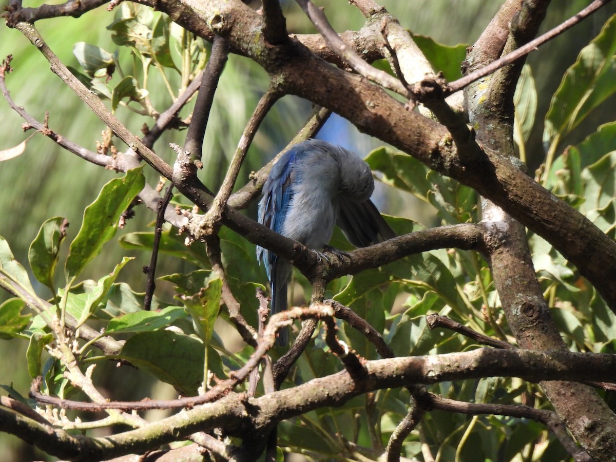 Blue-gray Tanager - ML621522211
