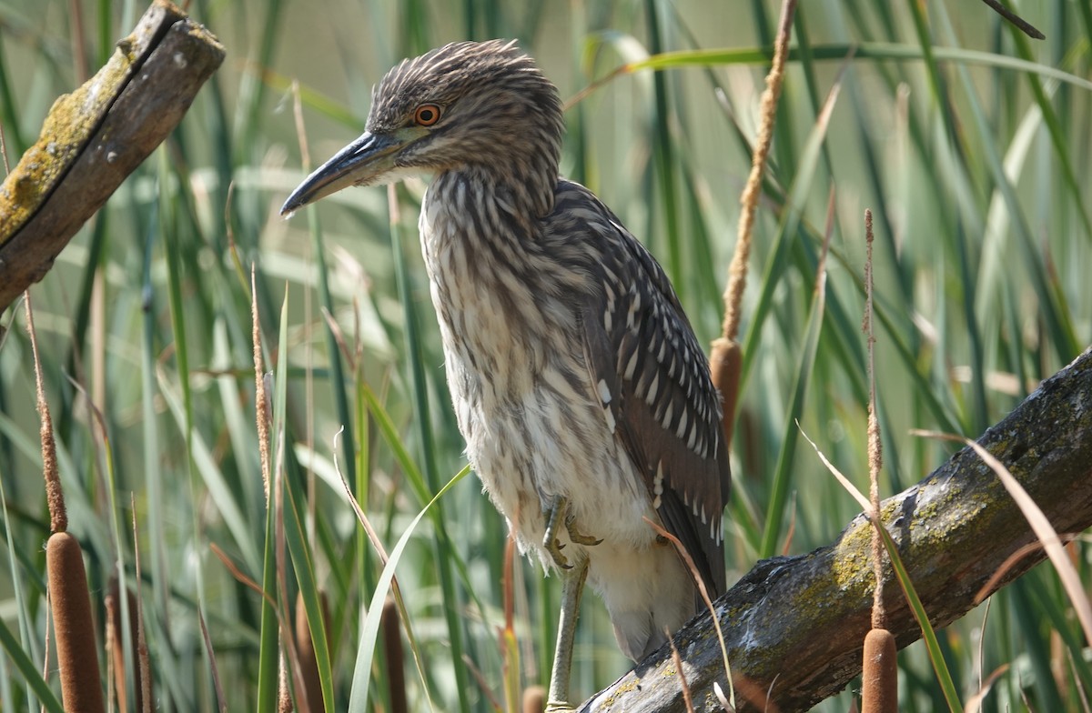 Black-crowned Night Heron - ML621522252