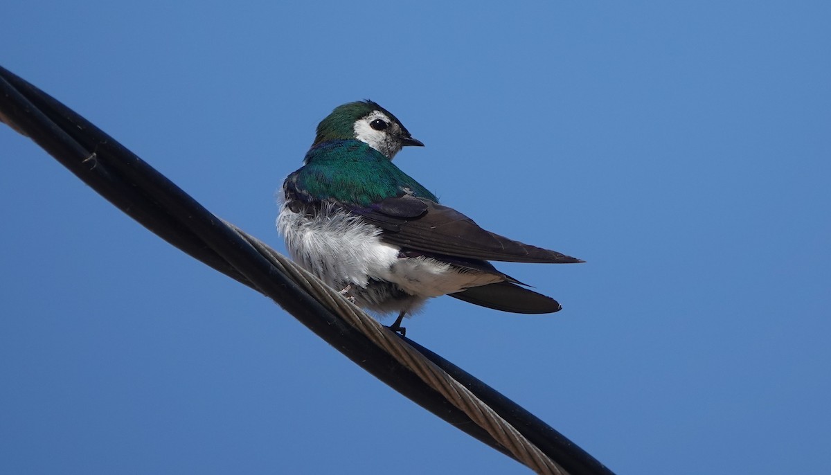 Violet-green Swallow - ML621522324