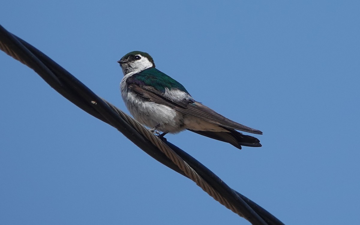 Violet-green Swallow - ML621522325