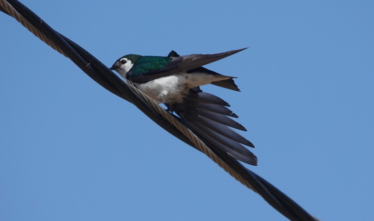 Violet-green Swallow - ML621522327