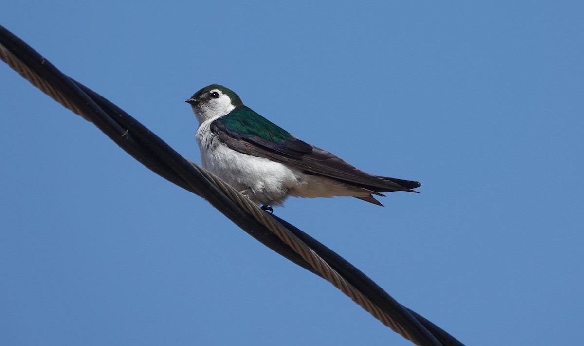 Violet-green Swallow - ML621522328