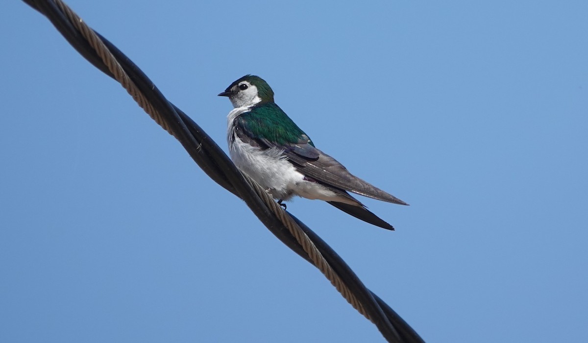Violet-green Swallow - ML621522329