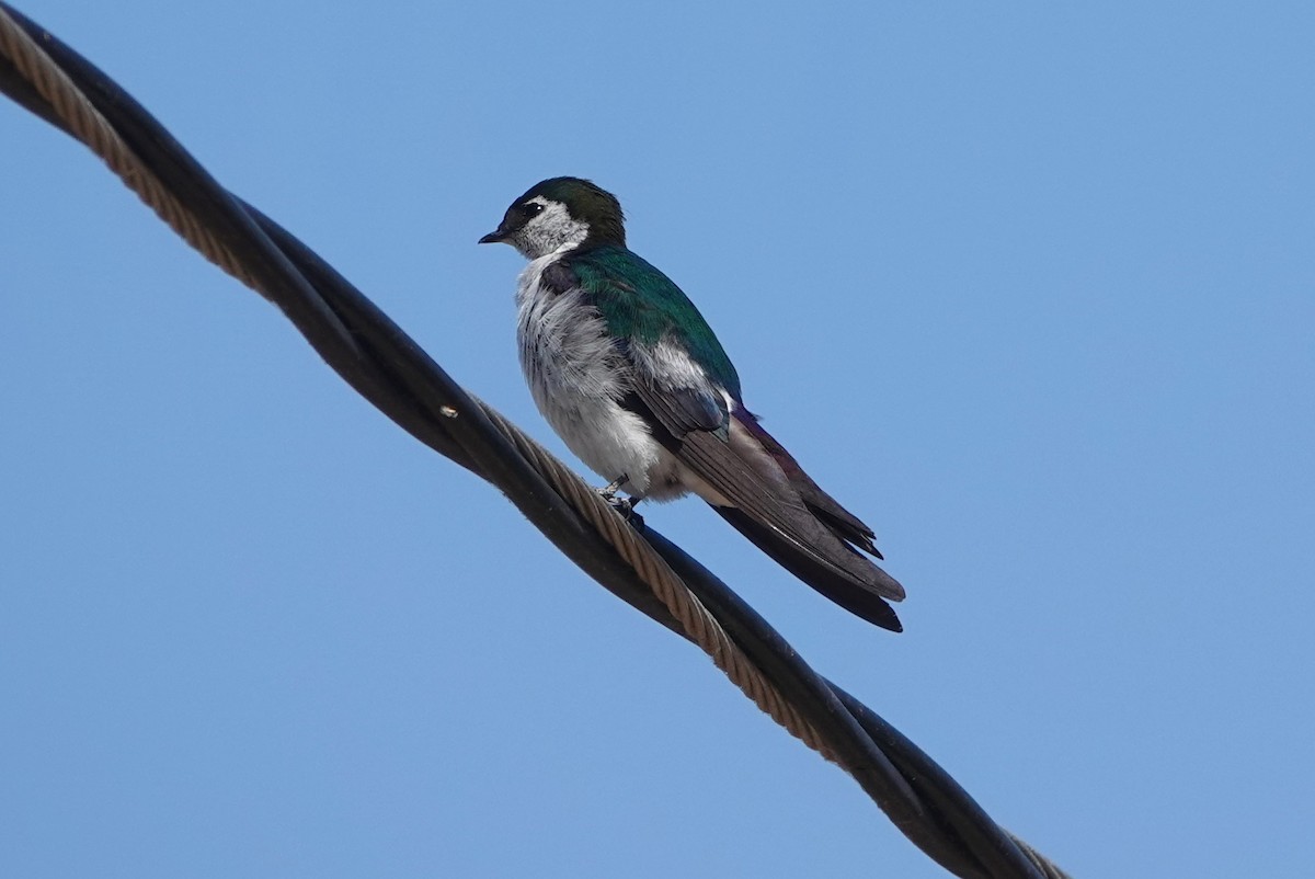 Violet-green Swallow - ML621522330