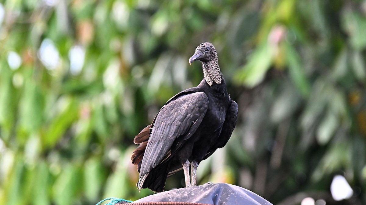 Black Vulture - ML621522341