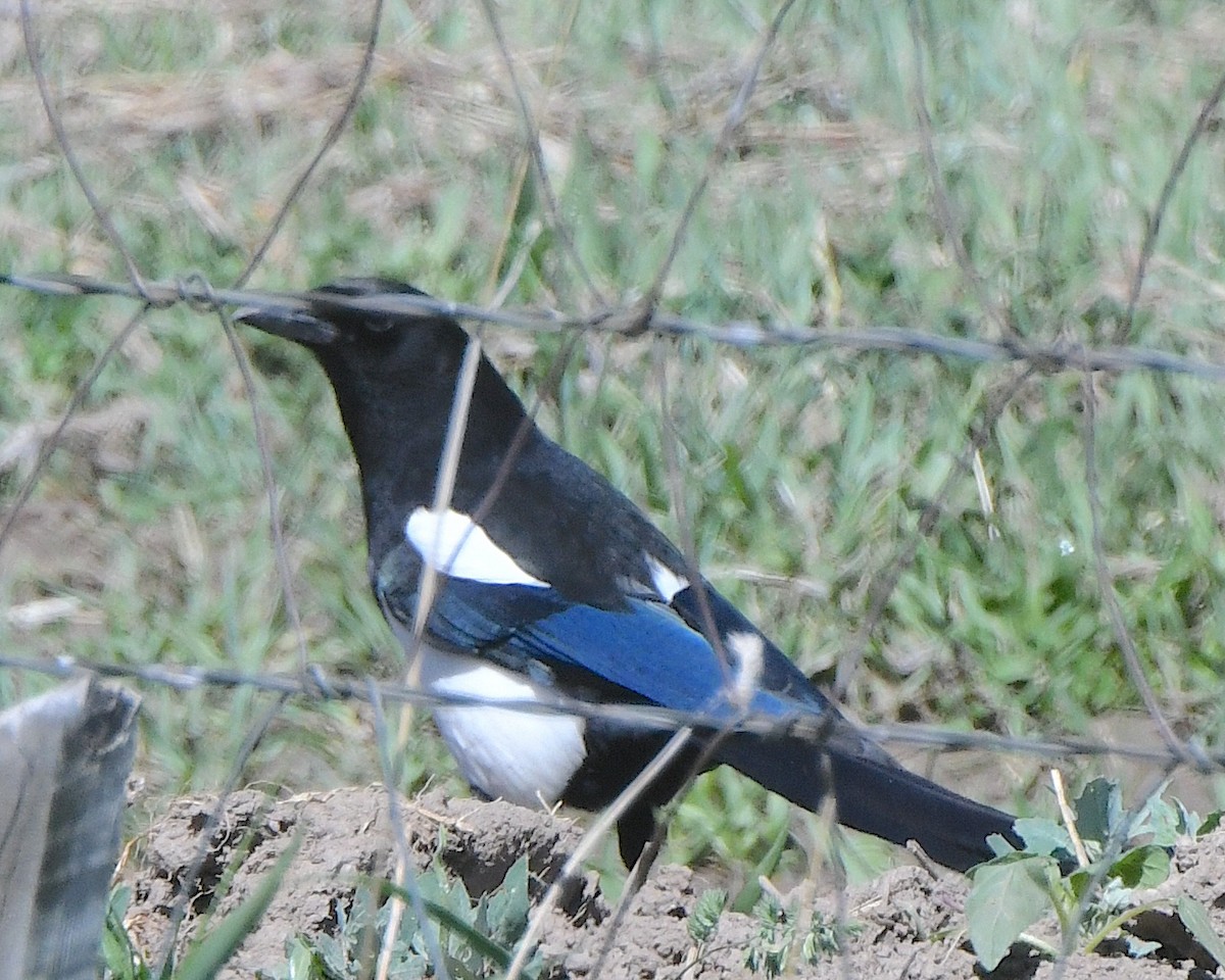 Black-billed Magpie - ML621522542