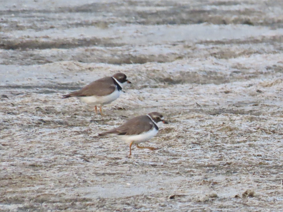 Semipalmated Plover - ML621522548