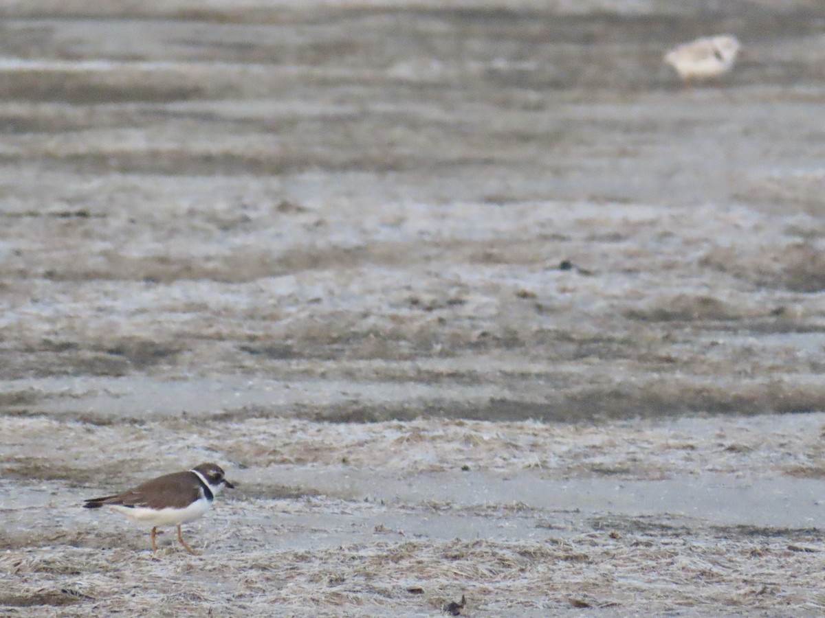 Semipalmated Plover - ML621522555