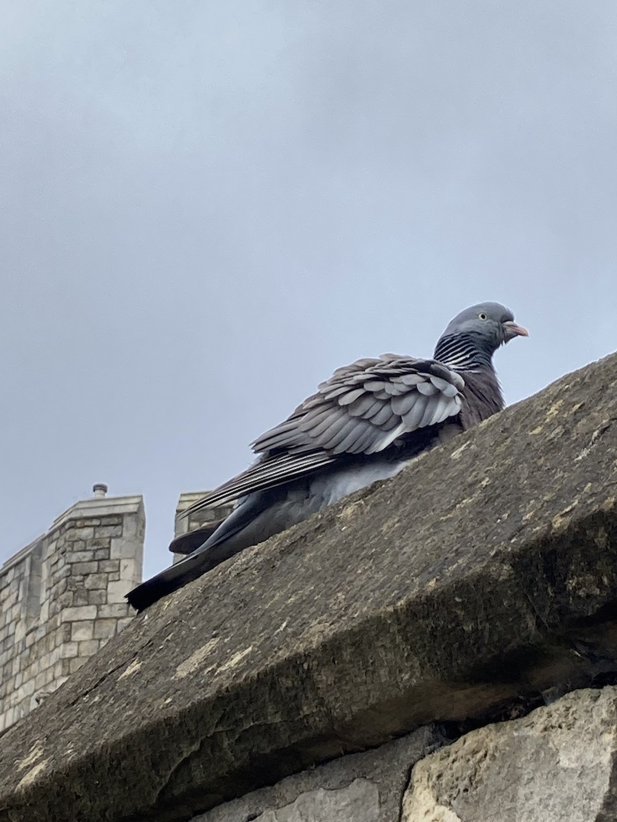 Common Wood-Pigeon - ML621522556
