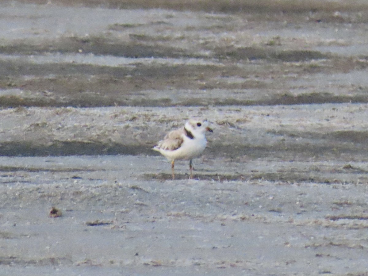 Piping Plover - ML621522560
