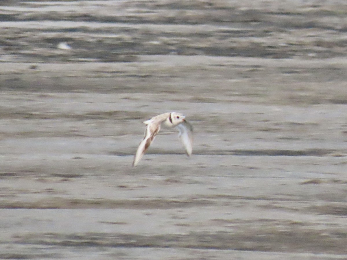 Piping Plover - ML621522563