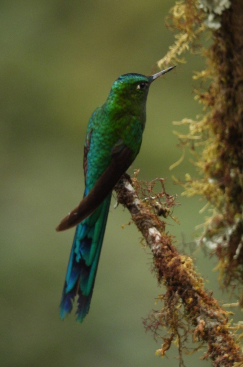 Long-tailed Sylph - ML621522565