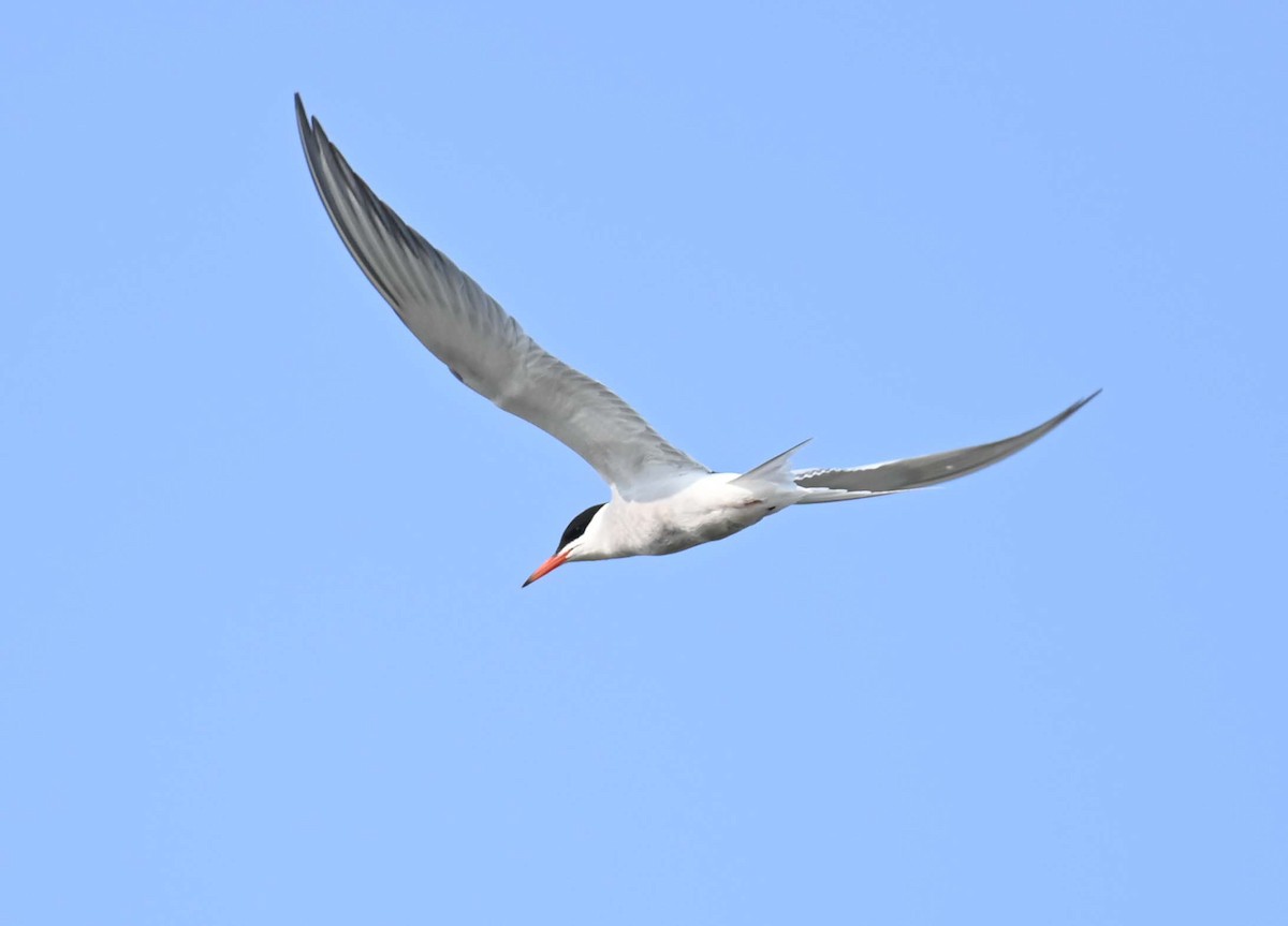 Common Tern - ML621522569