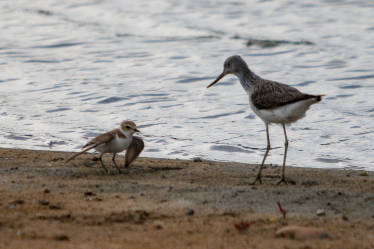 Kentish Plover - ML621522590