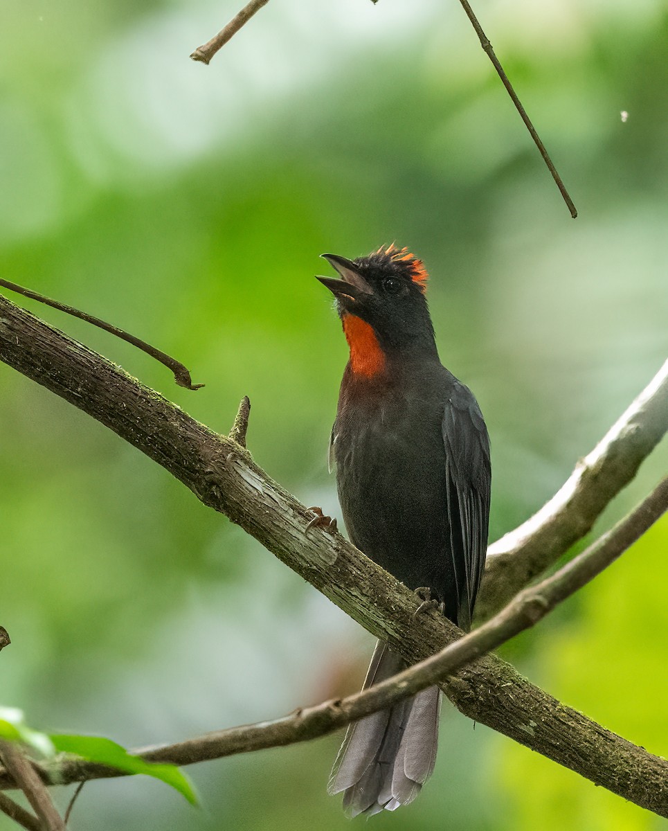 Sooty Ant-Tanager - ML621522595