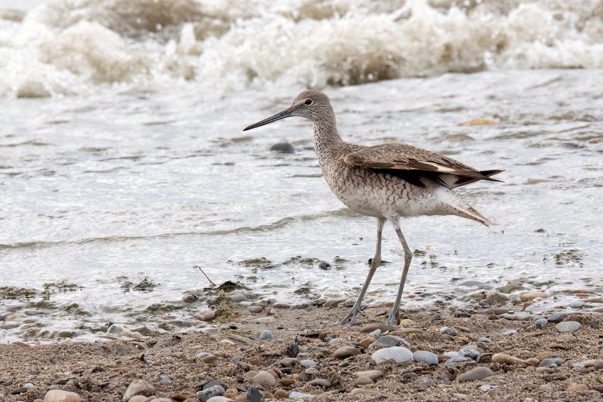 Willet (Western) - Sue Barth