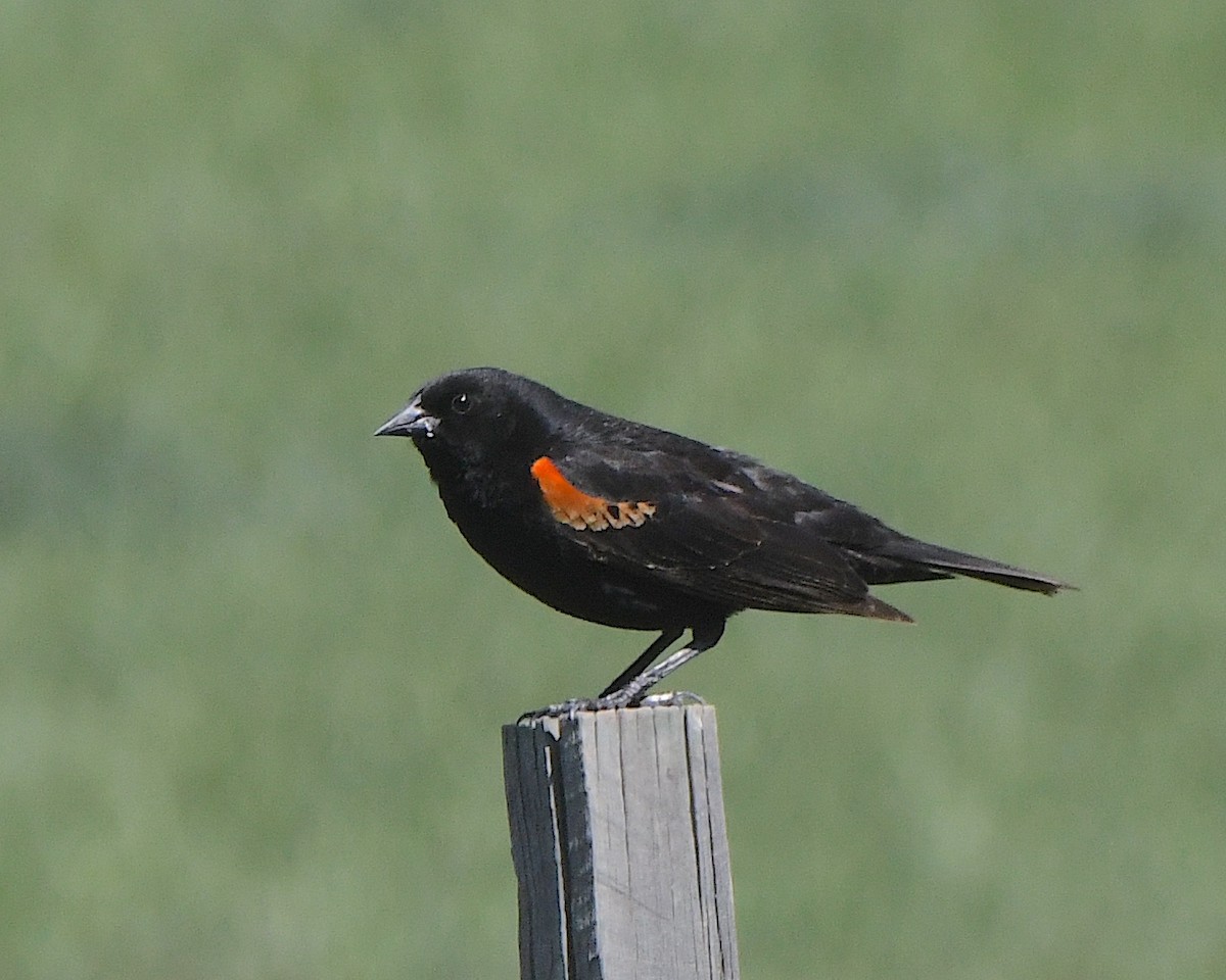 Red-winged Blackbird - ML621522612