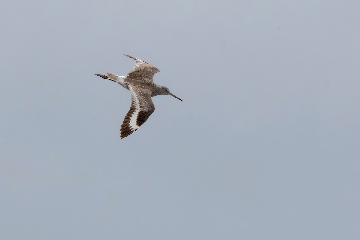 Willet (Western) - Sue Barth