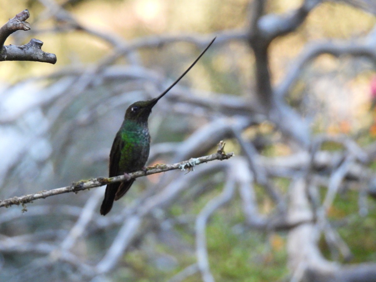 Sword-billed Hummingbird - ML621522656