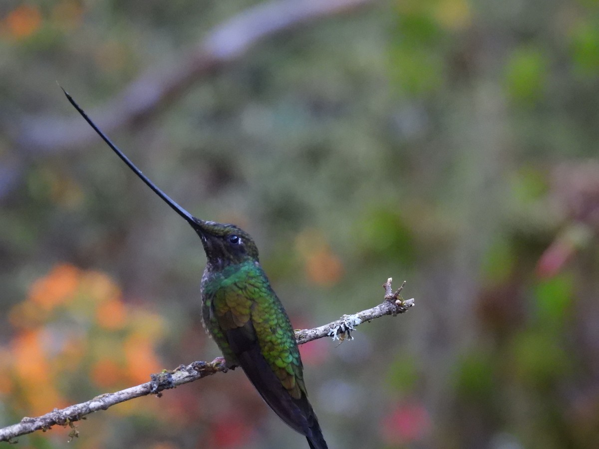Sword-billed Hummingbird - ML621522659