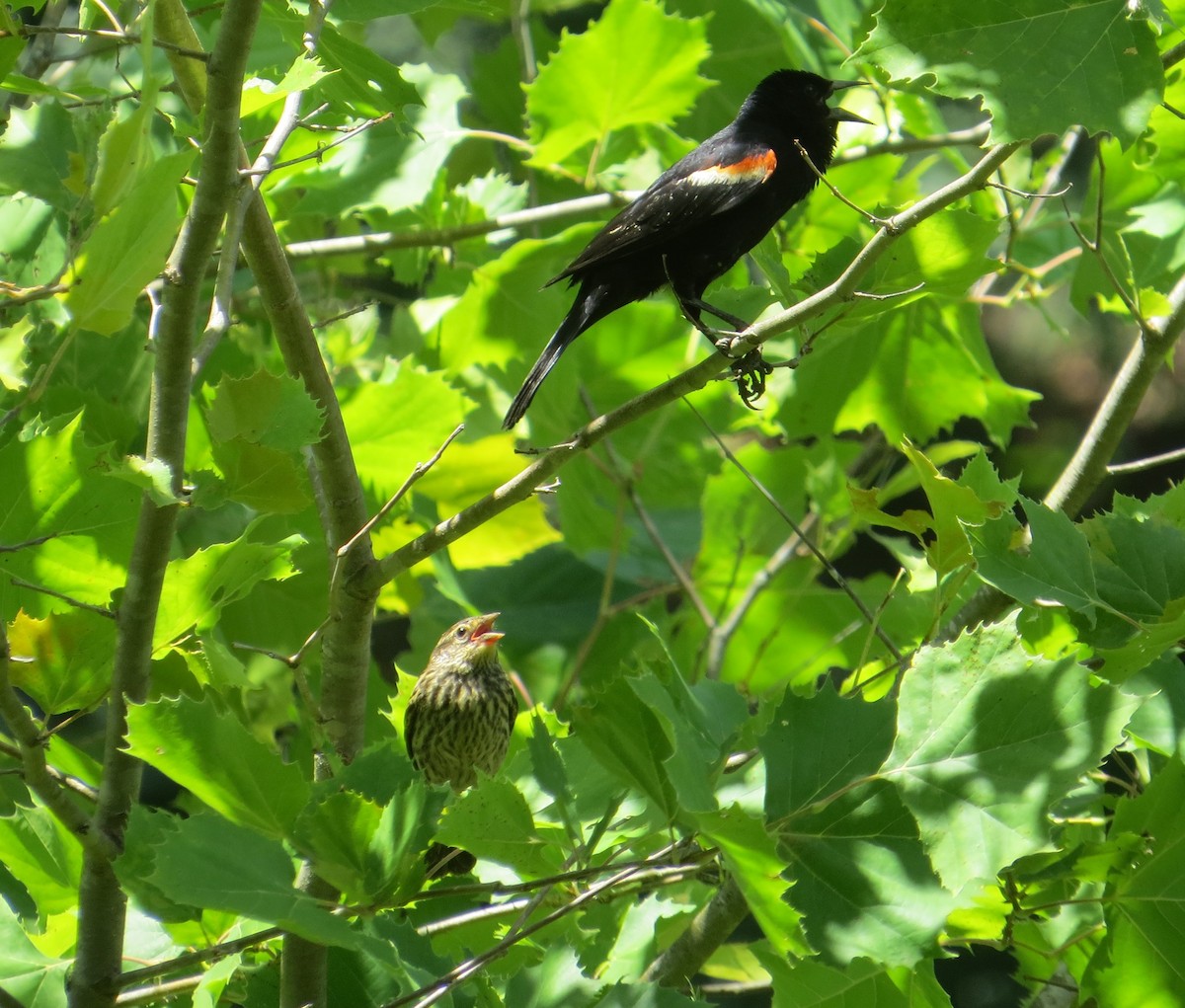Red-winged Blackbird - ML621522661