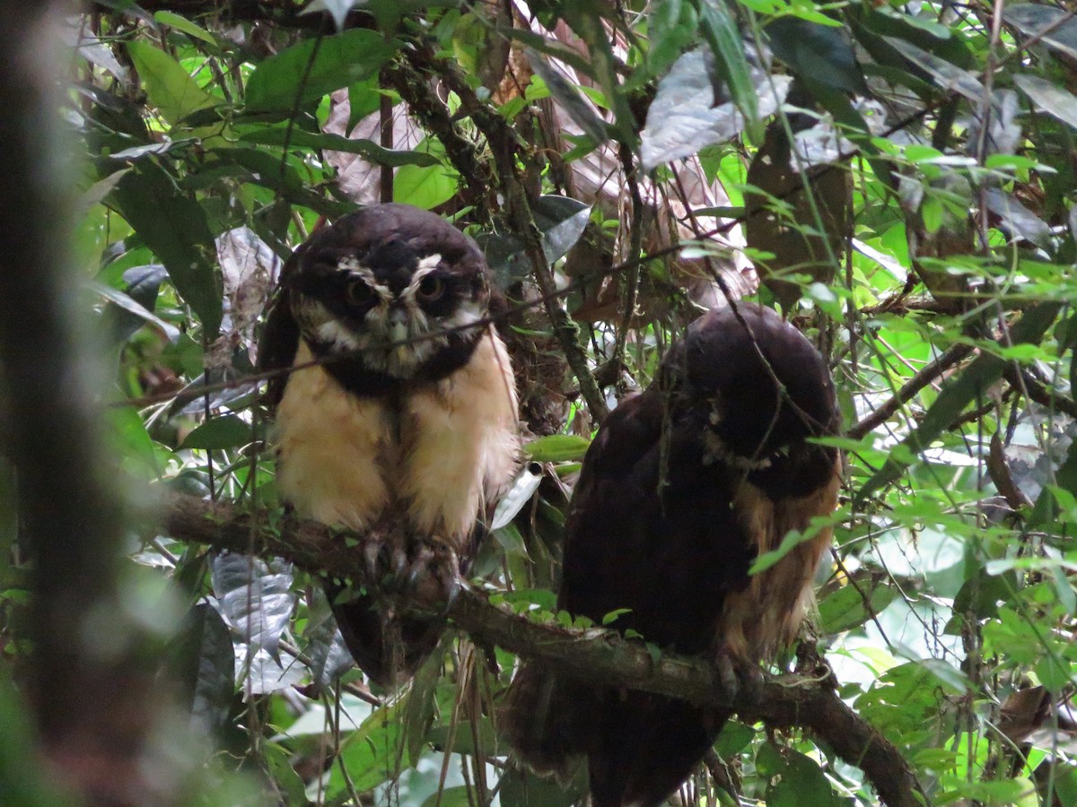 Spectacled Owl - ML621522666