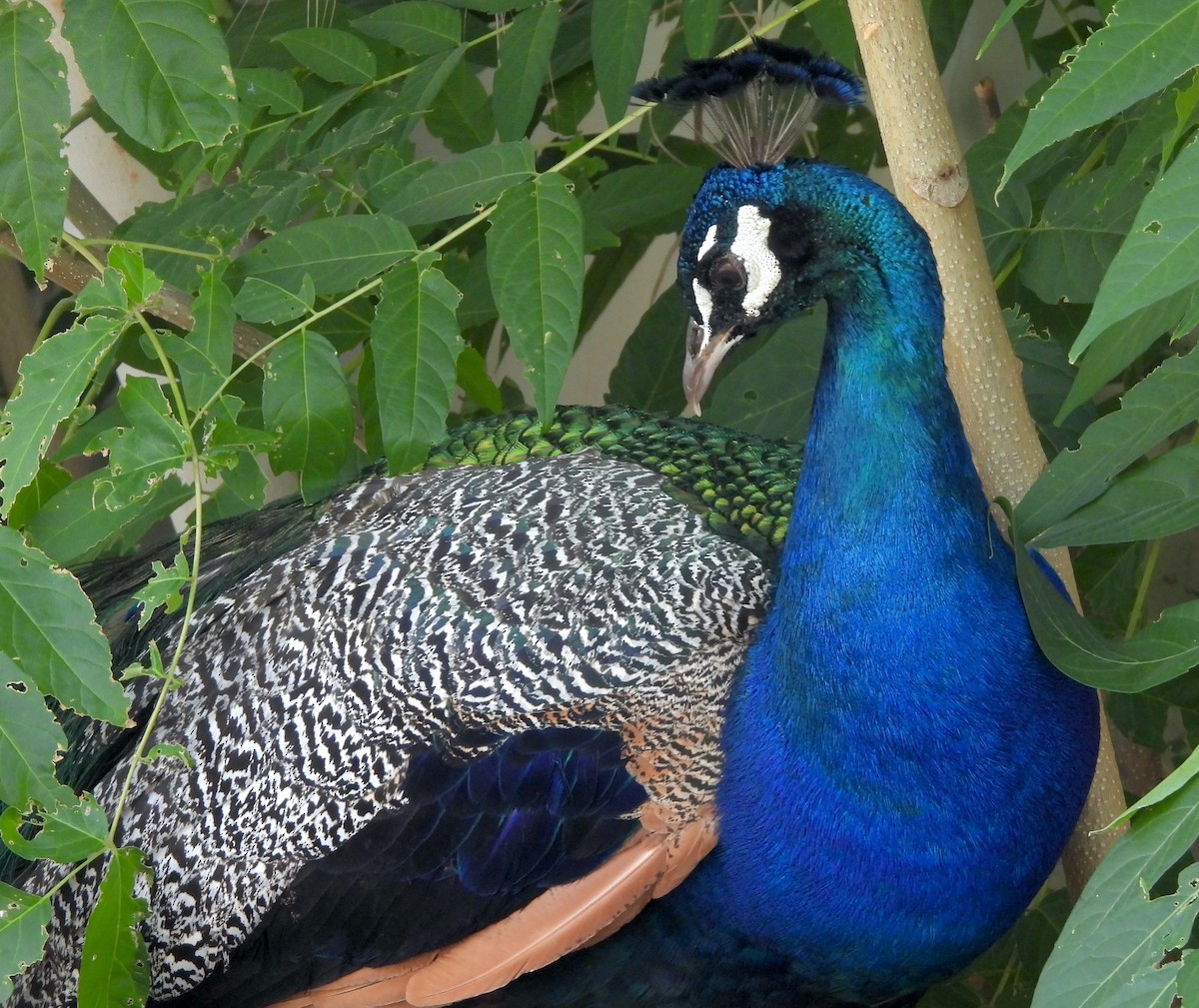 Indian Peafowl (Domestic type) - ML621522707