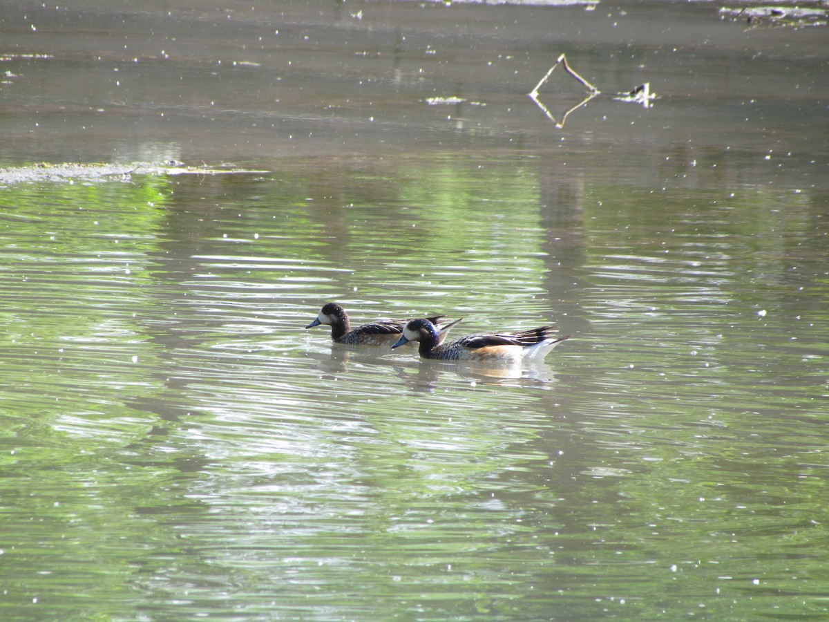 Chiloe Wigeon - ML621522712