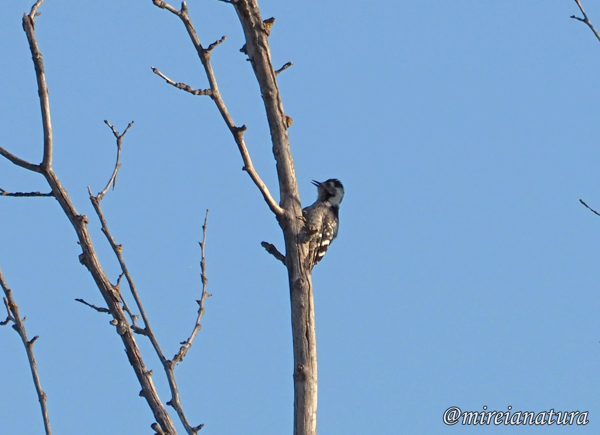 Lesser Spotted Woodpecker - ML621522724