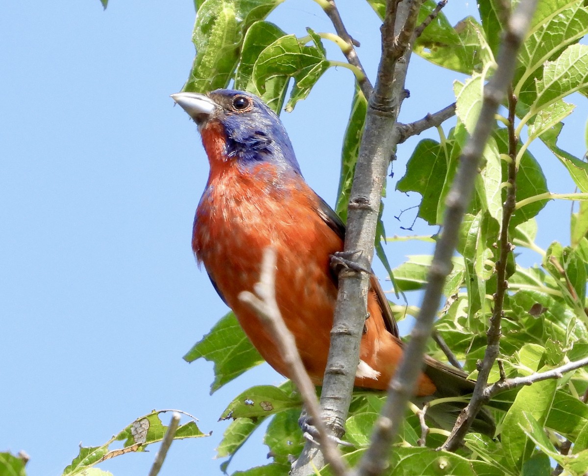 Painted Bunting - ML621522736