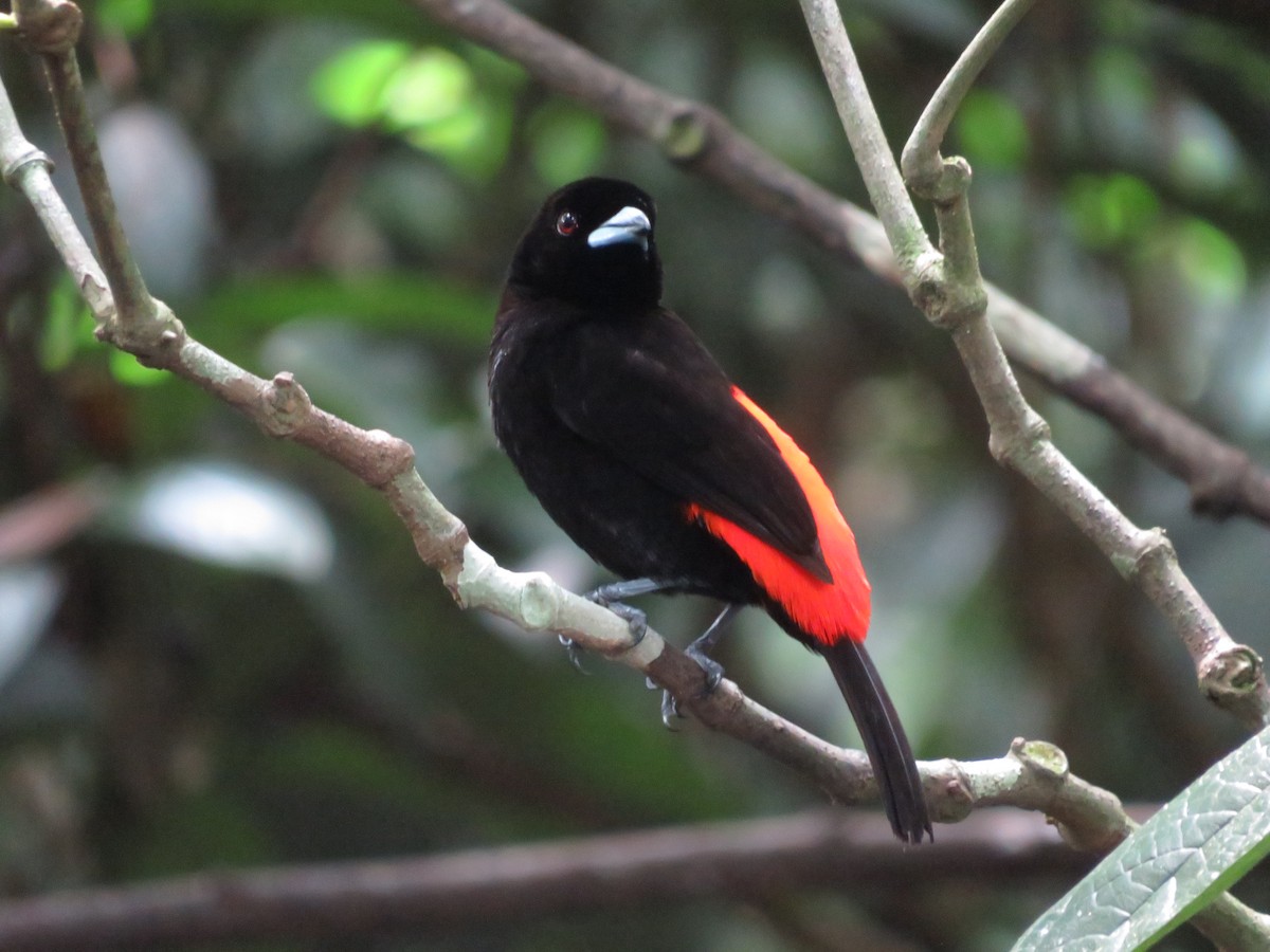 Scarlet-rumped Tanager - ML621522740