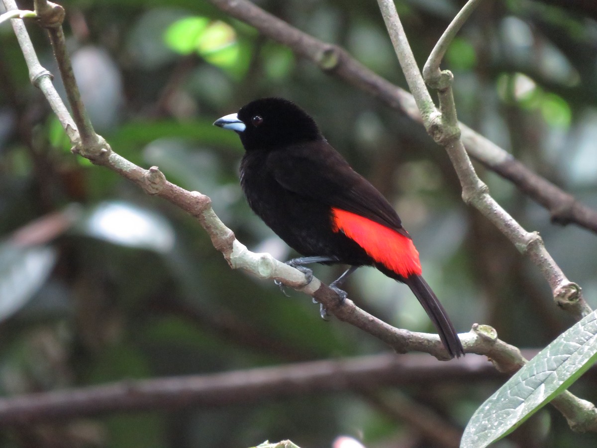 Scarlet-rumped Tanager - ML621522741