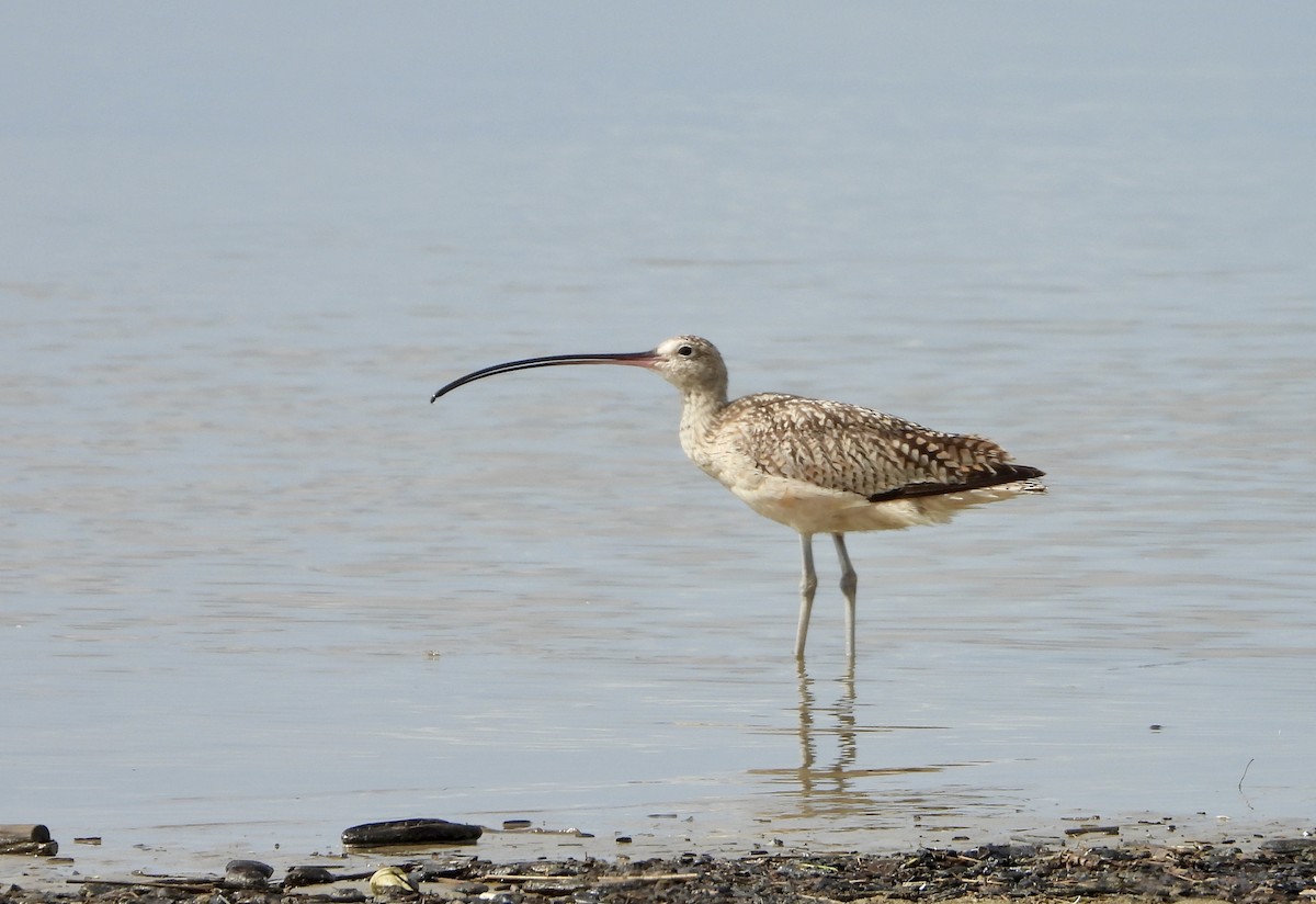 Long-billed Curlew - ML621522765