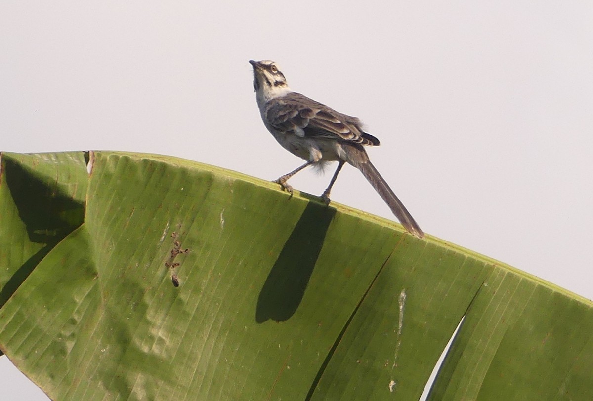 Long-tailed Mockingbird - ML621522766