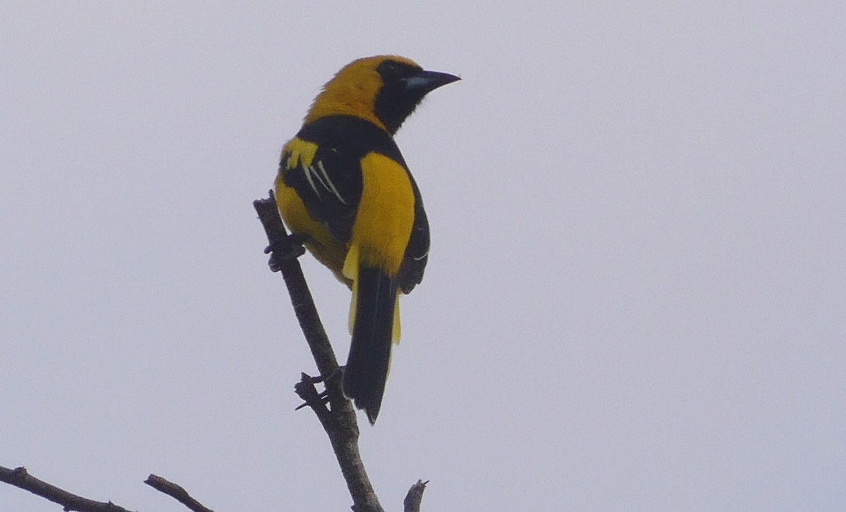 Yellow-tailed Oriole - ML621522780