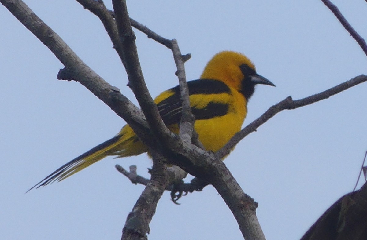 Yellow-tailed Oriole - ML621522781