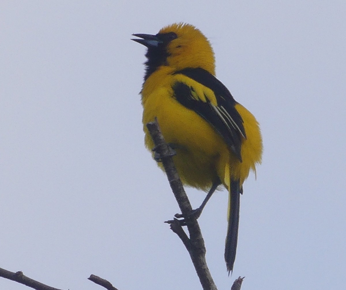 Yellow-tailed Oriole - ML621522782