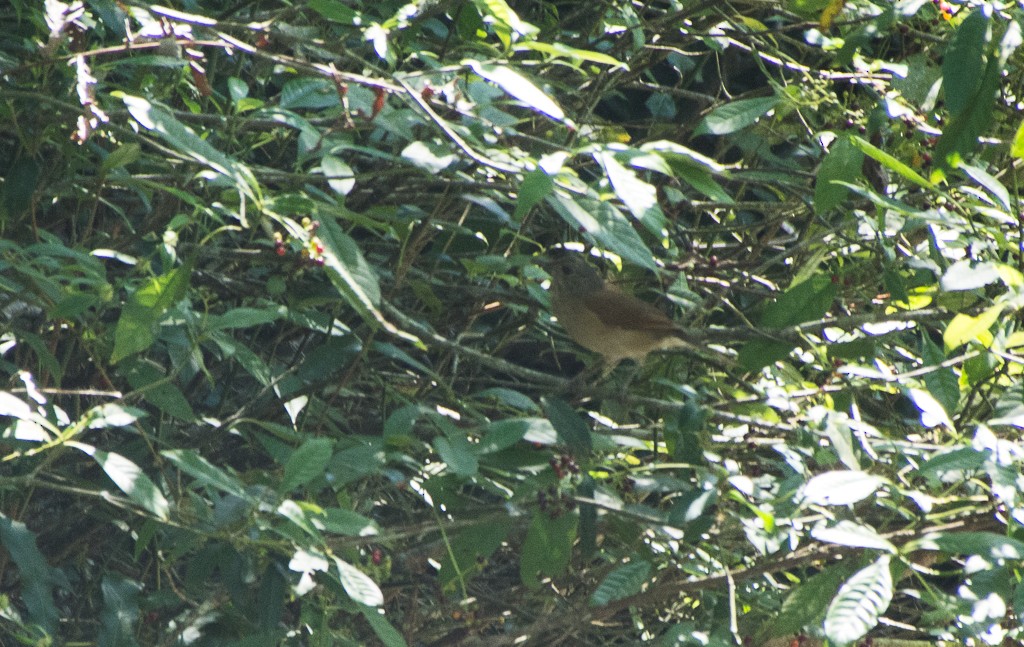 Pale-breasted Thrush - ML621522831