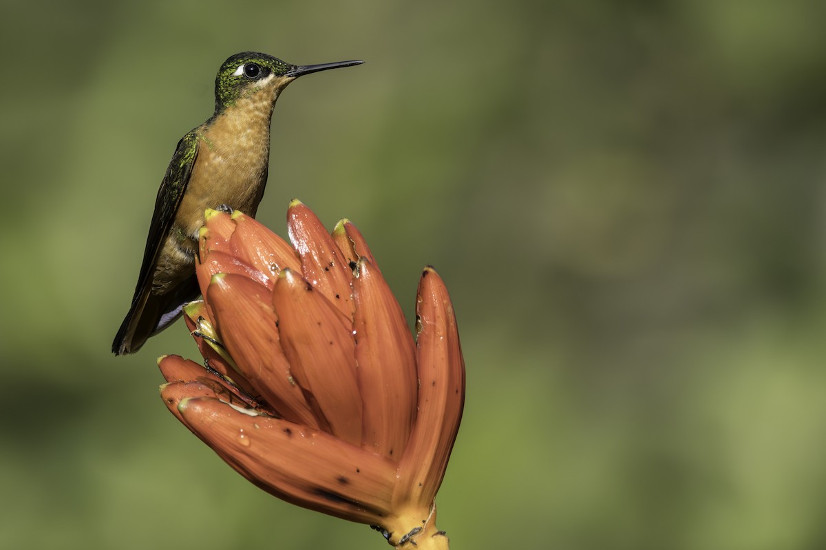 kolibřík brazilský - ML621522890
