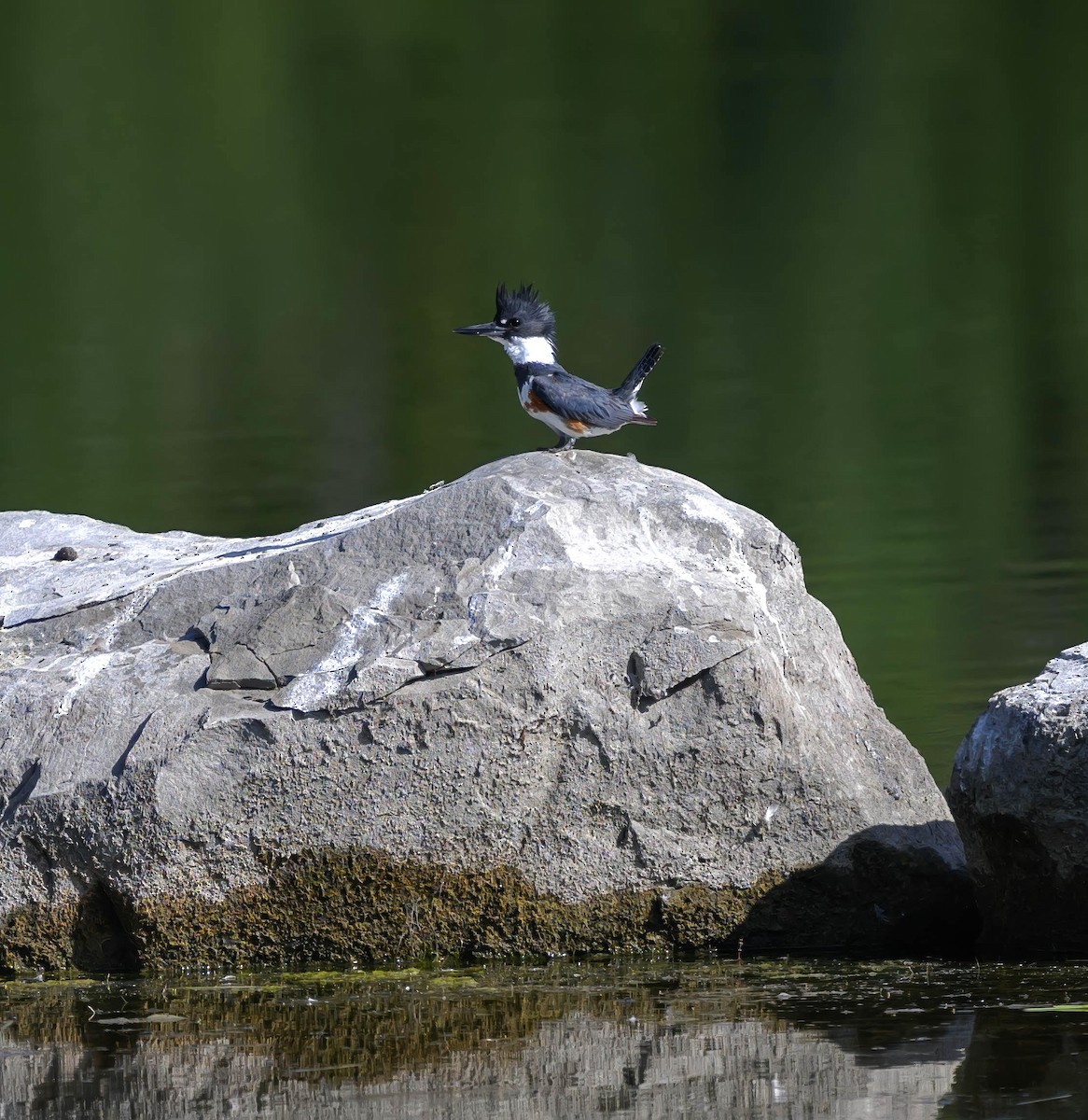 Belted Kingfisher - ML621522897