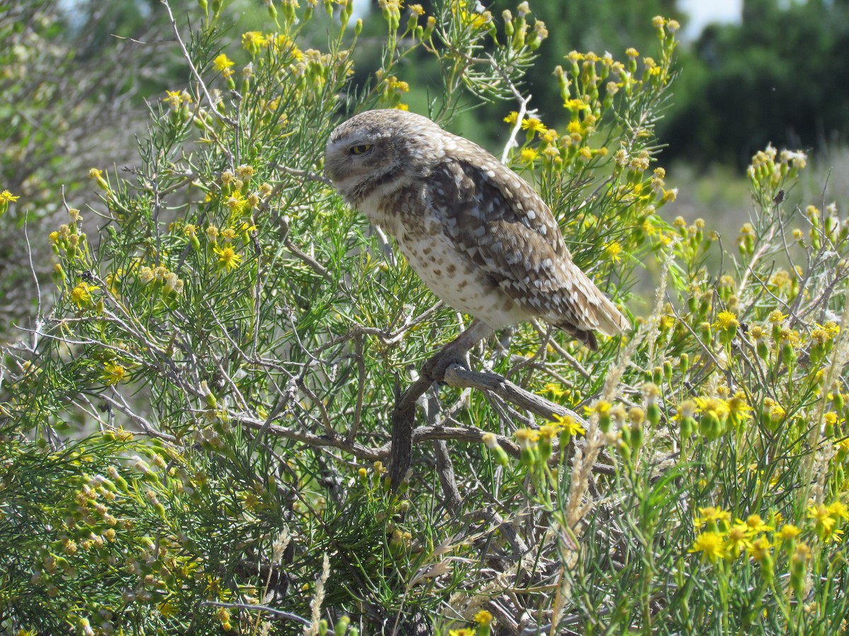 Burrowing Owl - ML621522900