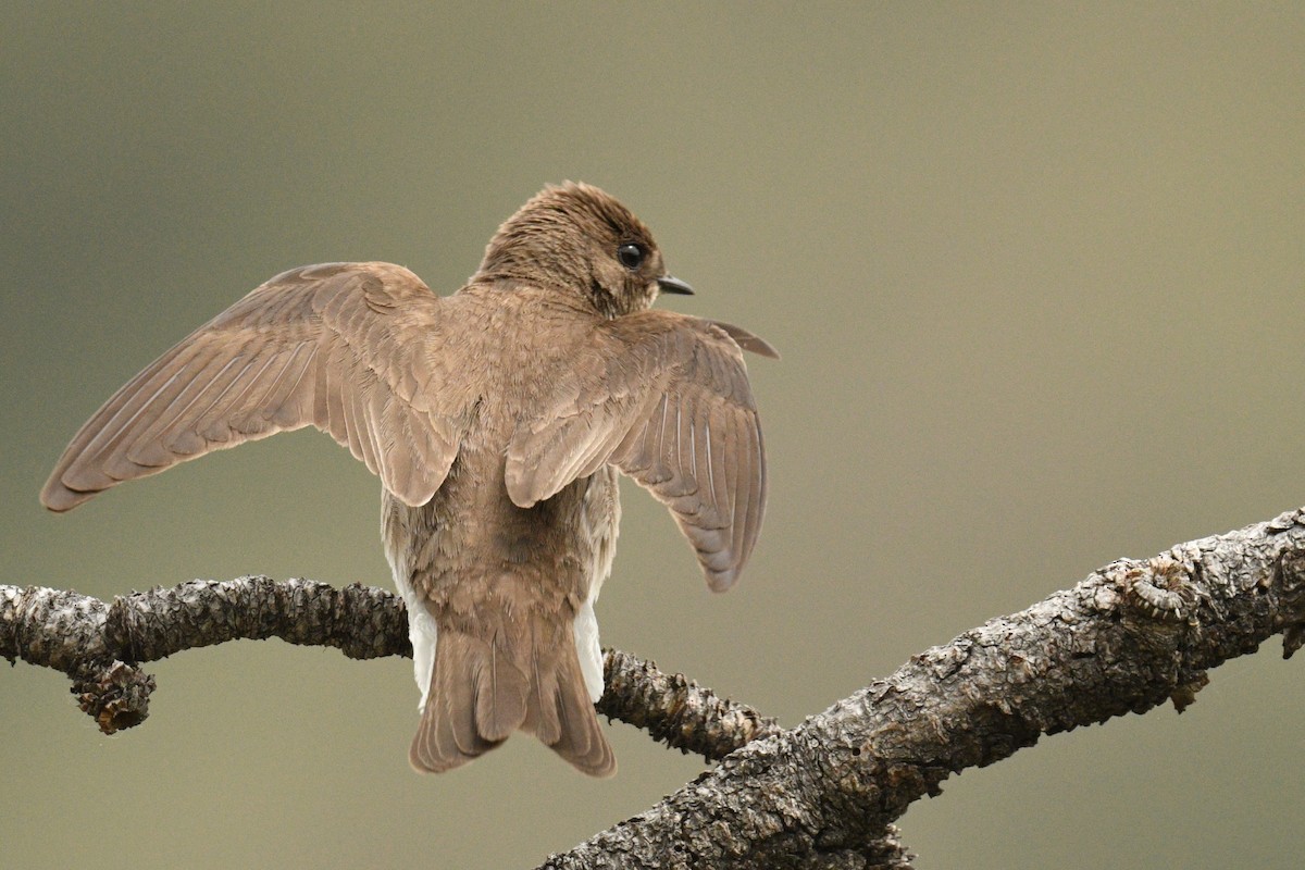 Northern Rough-winged Swallow - ML621522901